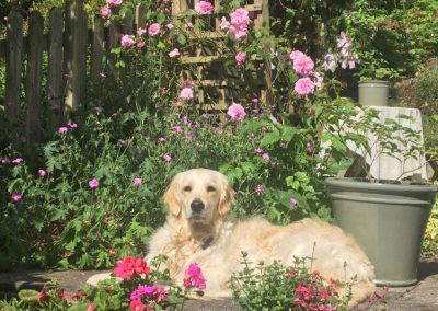 Under The Ivy Garden Design 5